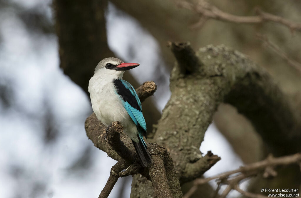 Woodland Kingfisher