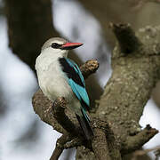 Woodland Kingfisher