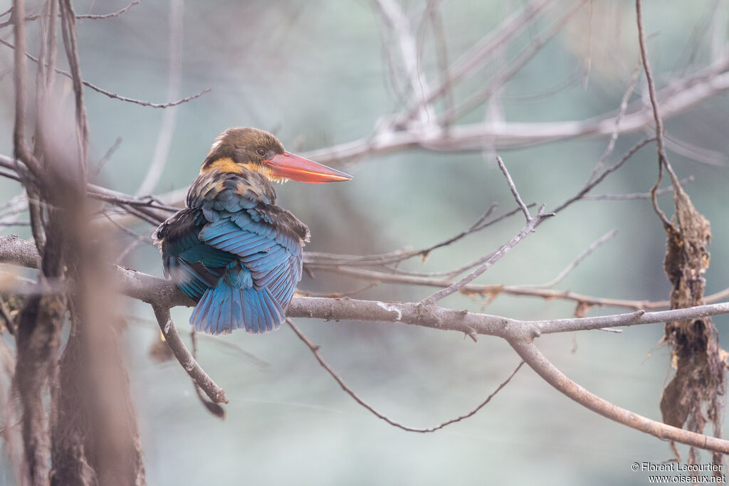 Stork-billed Kingfisher