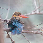 Stork-billed Kingfisher