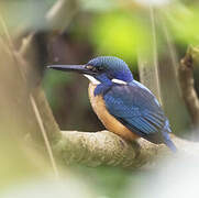 Half-collared Kingfisher