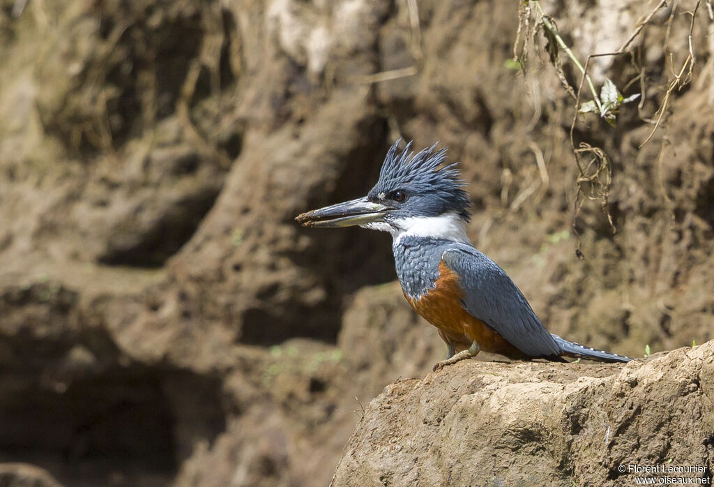 Ringed Kingfisher female