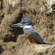 Ringed Kingfisher