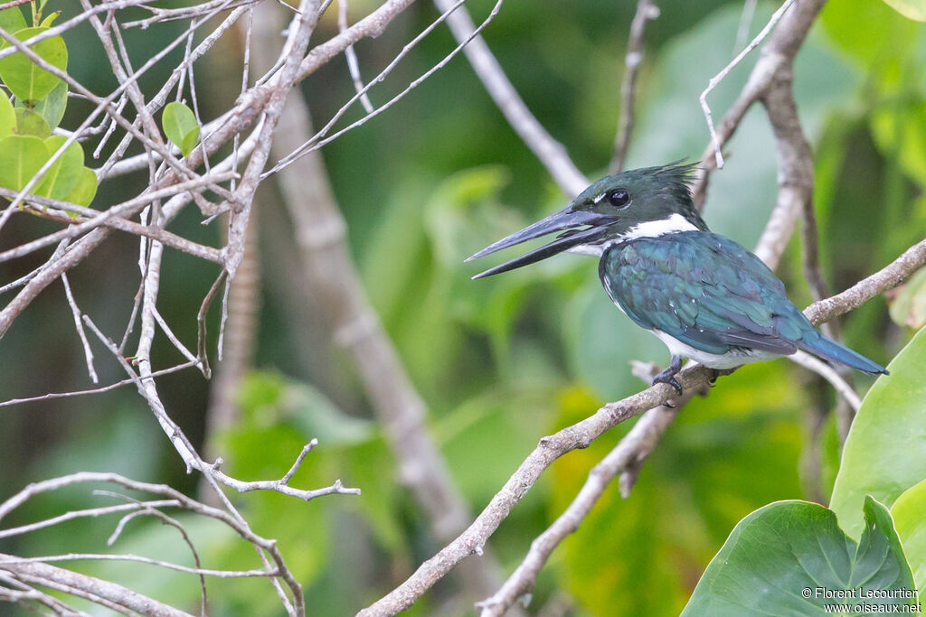 Amazon Kingfisher female adult