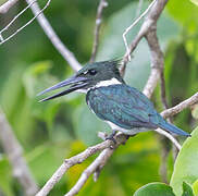 Amazon Kingfisher