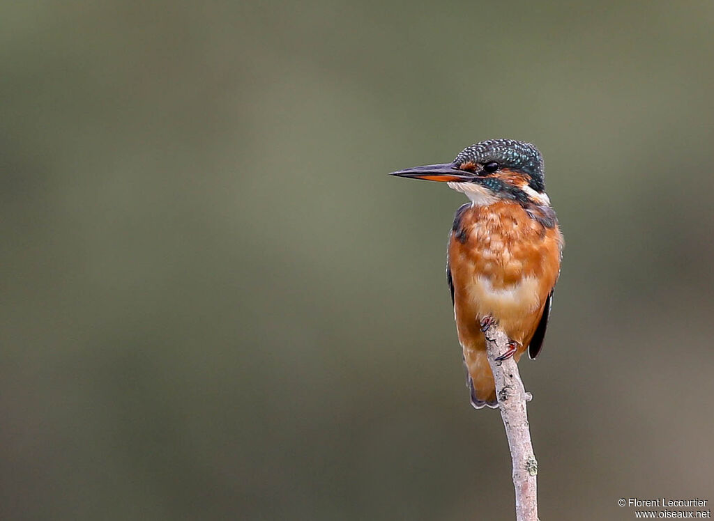 Common Kingfisher female