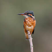 Common Kingfisher