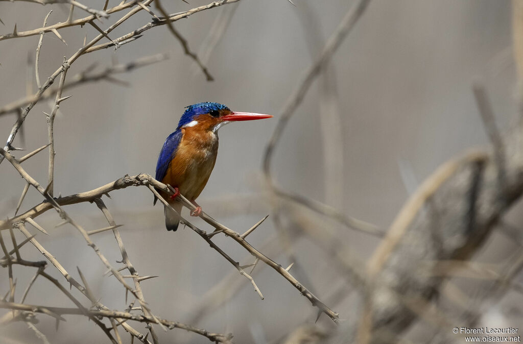 Malachite Kingfisher