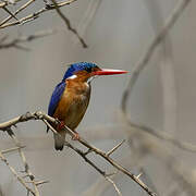 Malachite Kingfisher