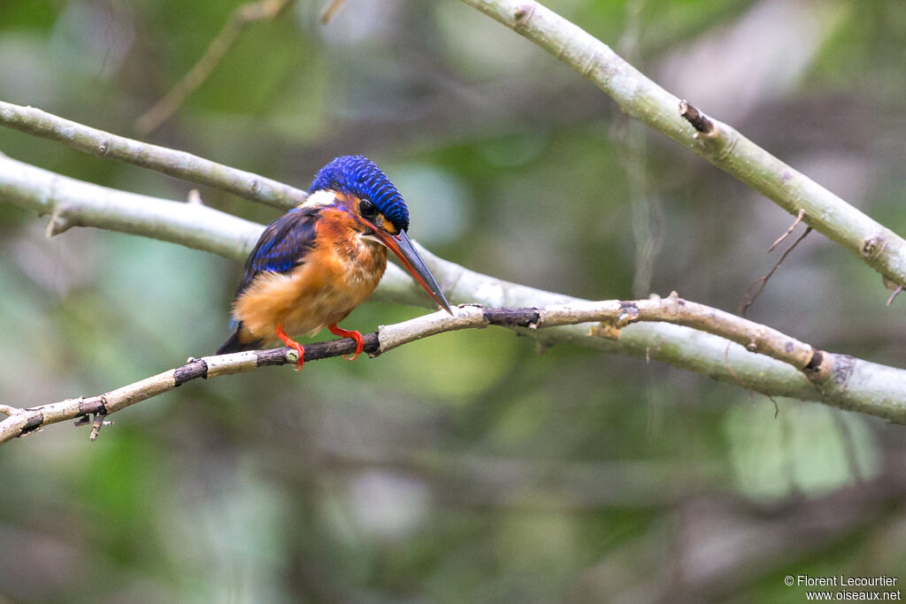 Blue-eared Kingfisher