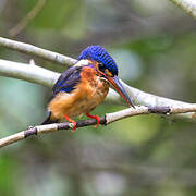 Blue-eared Kingfisher