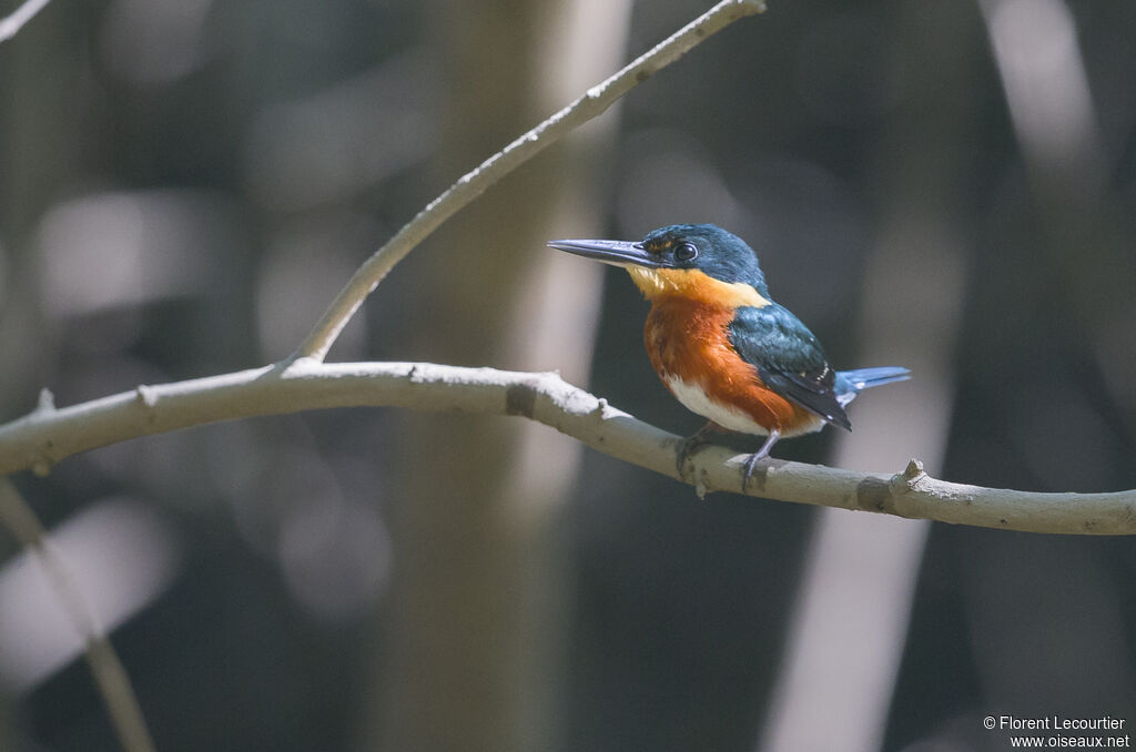 American Pygmy Kingfisher male