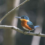 American Pygmy Kingfisher