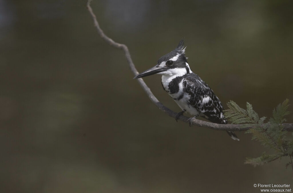 Pied Kingfisher