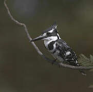 Pied Kingfisher