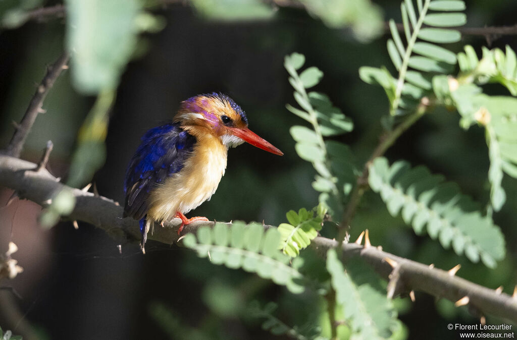 African Pygmy Kingfisher