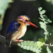 African Pygmy Kingfisher