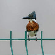 Green Kingfisher