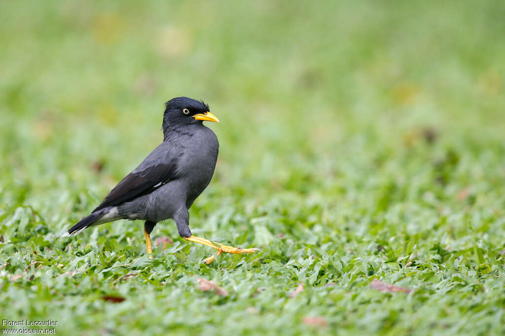 Javan Mynaadult, identification