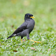 Javan Myna