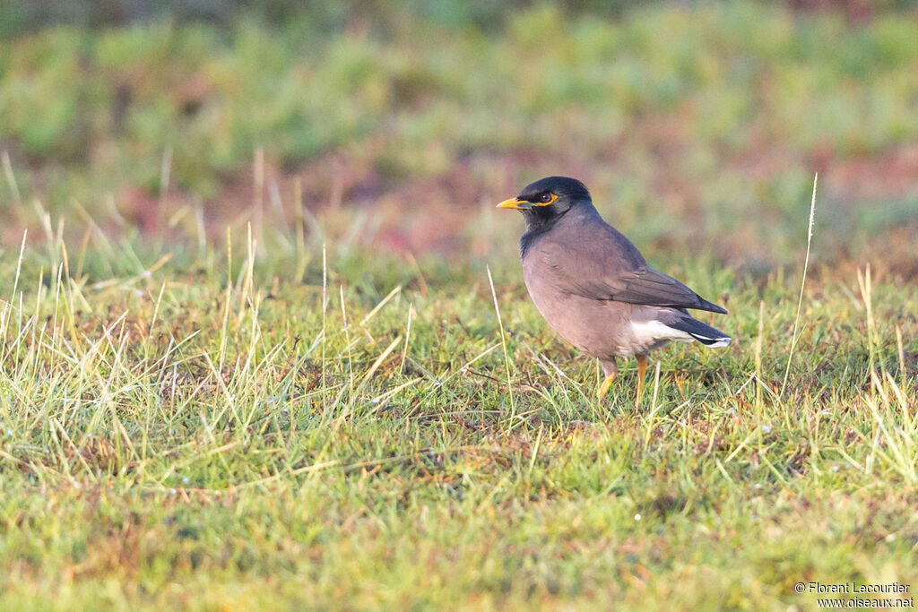 Common Myna