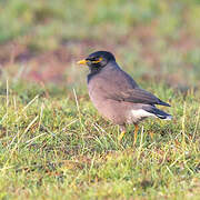 Common Myna