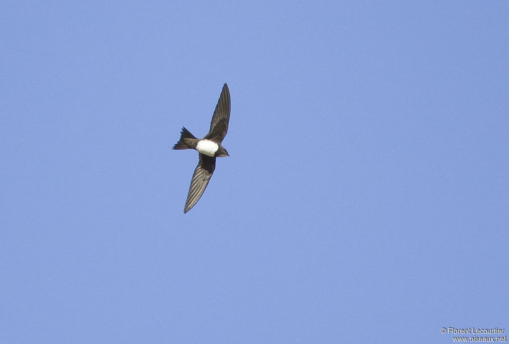 Alpine Swift