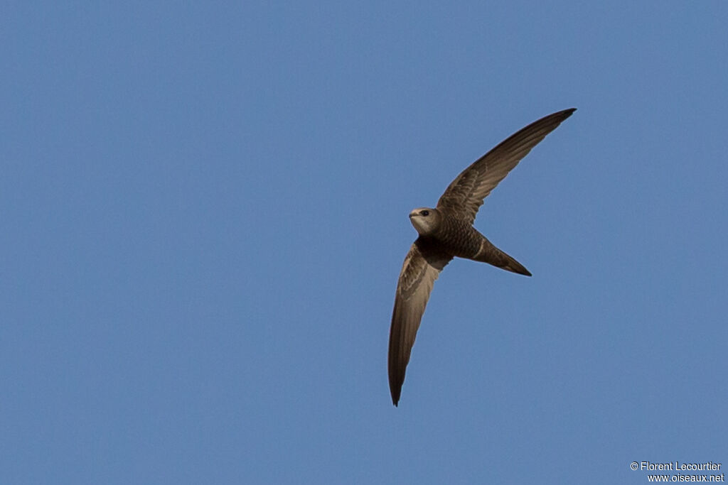 Pallid Swift