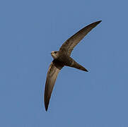 Pallid Swift