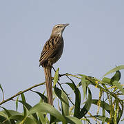 Striated Grassbird