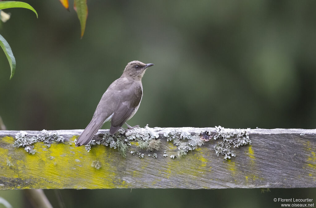 Black-billed Thrush