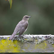 Black-billed Thrush