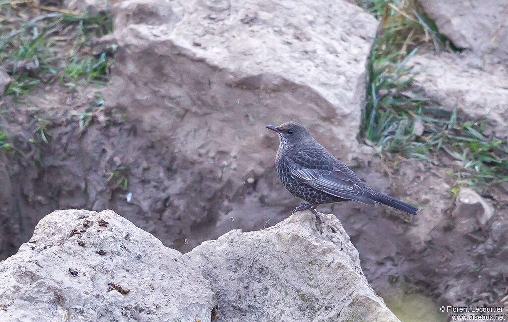 Ring Ouzel