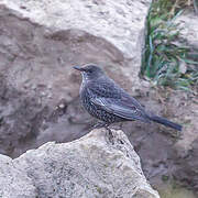 Ring Ouzel