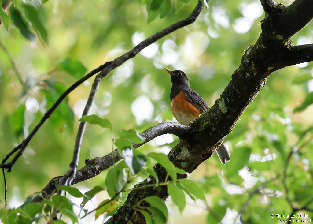 Merle à poitrine noire