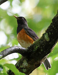 Merle à poitrine noire