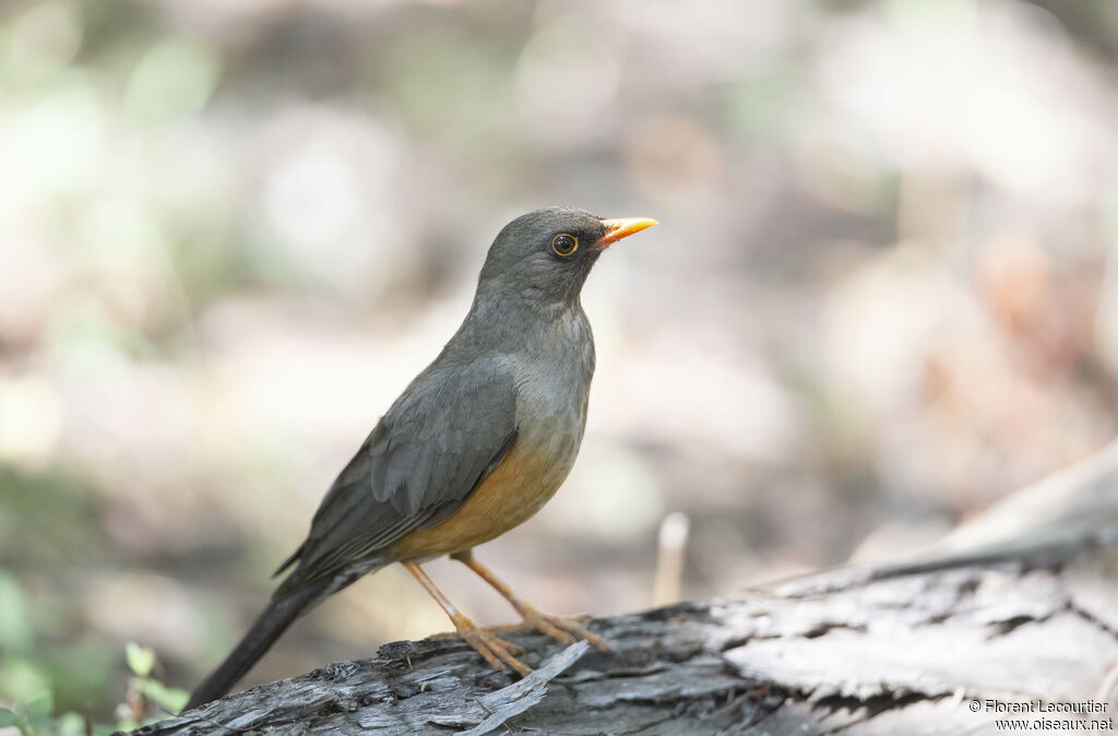 Abyssinian Thrush