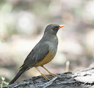 Abyssinian Thrush