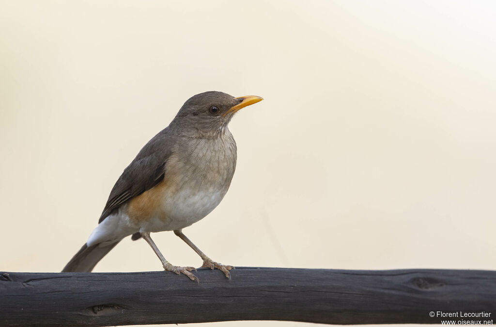 African Thrush