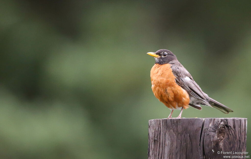 American Robin