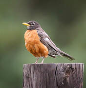 American Robin