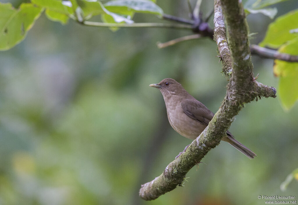 Clay-colored Thrush