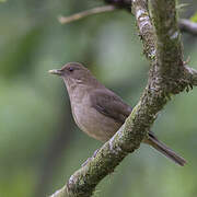 Clay-colored Thrush