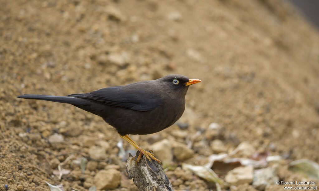 Sooty Thrush