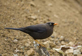 Sooty Thrush