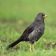 Great Thrush