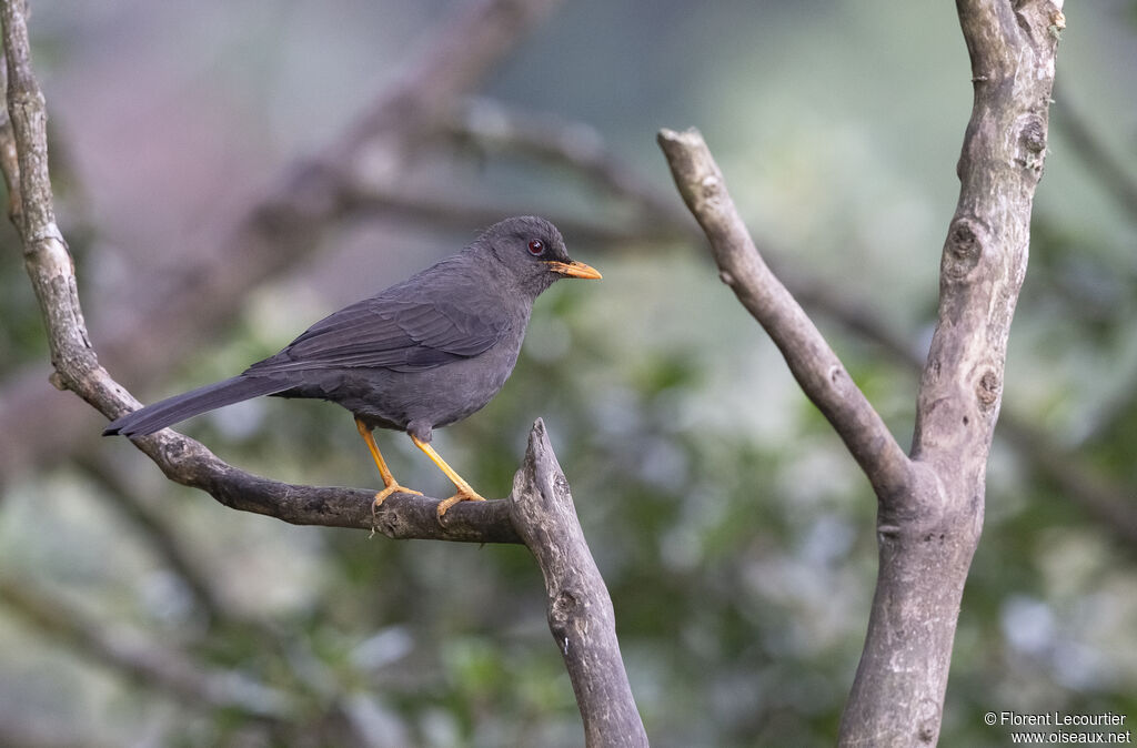 Great Thrush female adult