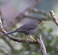 Great Thrush