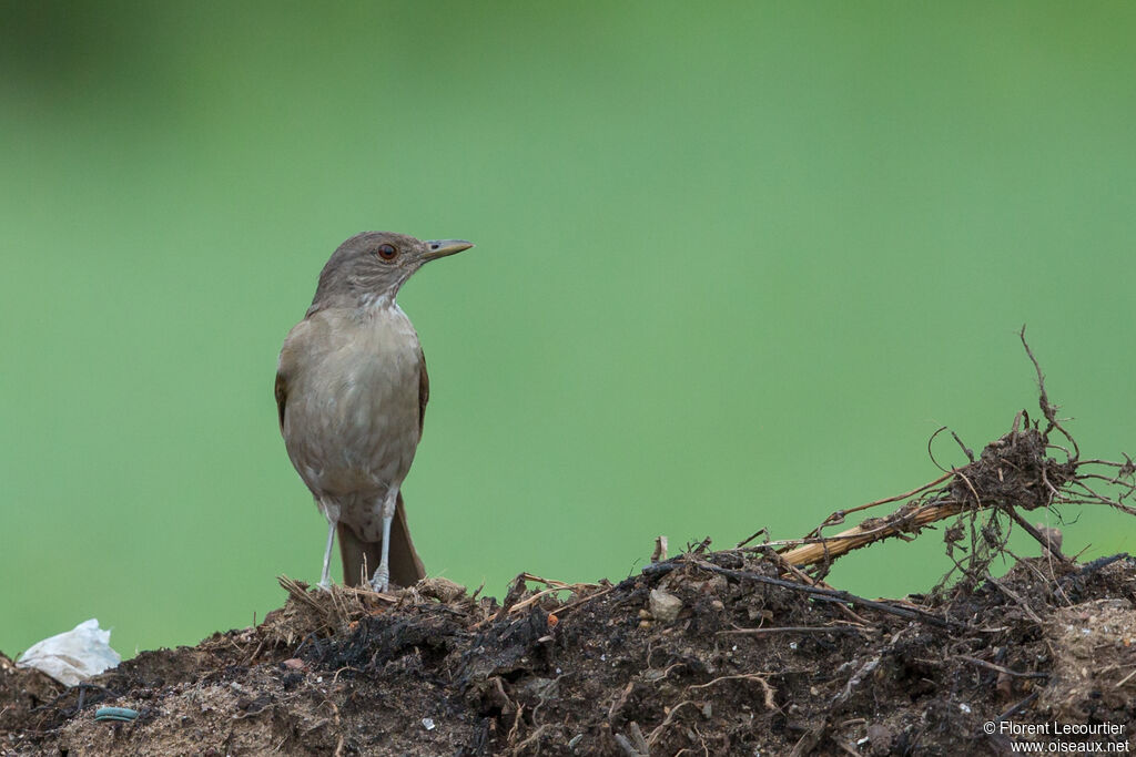 Pale-breasted Thrush