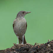 Pale-breasted Thrush